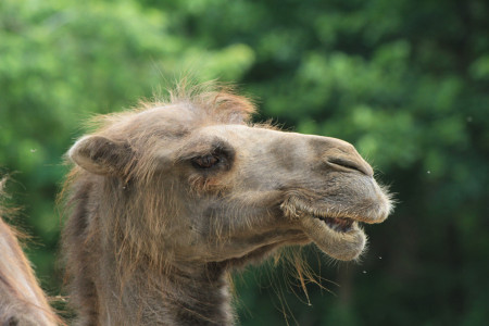 Kaksikyttyräinen kameli